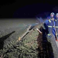 T2 Vu Lassee Breitensee003